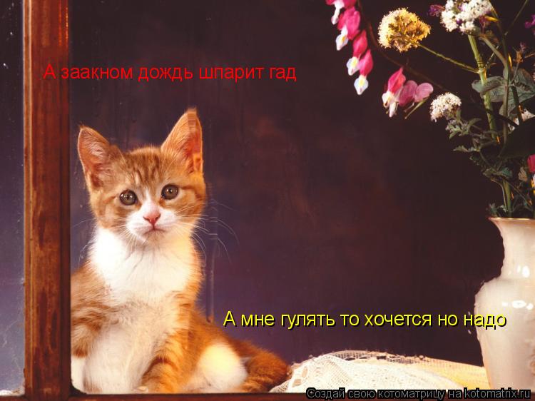 А заакном дождь шпарит гад А мне гулять то хочется но надо... Котоматрица: А заакном дождь шпарит гад А мне гулять то хочется но надо