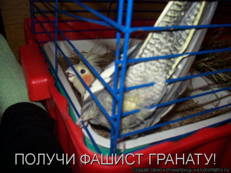 Котоматрица: ПОЛУЧИ ФАШИСТ ГРАНАТУ!