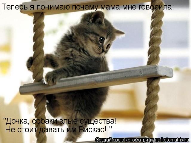 Котоматрица: Теперь я понимаю почему мама мне говорила: "Дочка, собаки злые существа!  Не стоит давать им Вискас!!"