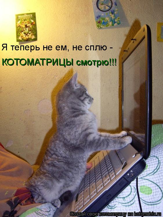 Я теперь не ем, не сплю - КОТОМАТРИЦЫ смотрю!!!... Котоматрица: Я теперь не ем, не сплю - КОТОМАТРИЦЫ смотрю!!!