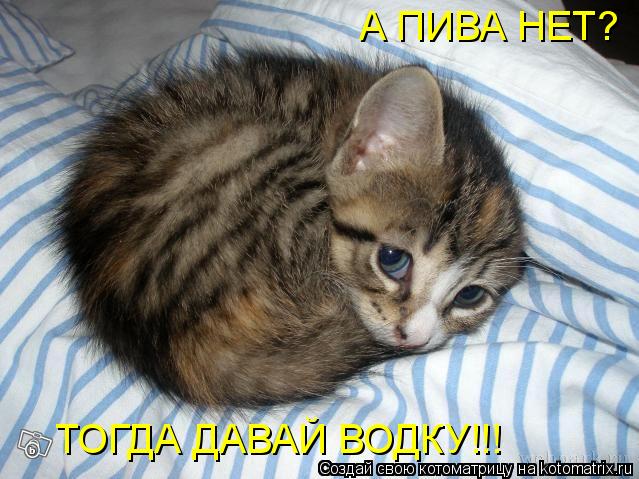 А ПИВА НЕТ? ТОГДА ДАВАЙ ВОДКУ!!!... Котоматрица: А ПИВА НЕТ? ТОГДА ДАВАЙ ВОДКУ!!!