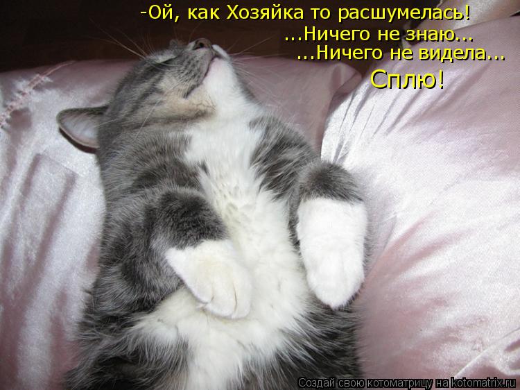Котоматрица: -Ой, как Хозяйка то расшумелась! ...Ничего не знаю... ...Ничего не видела... Сплю!