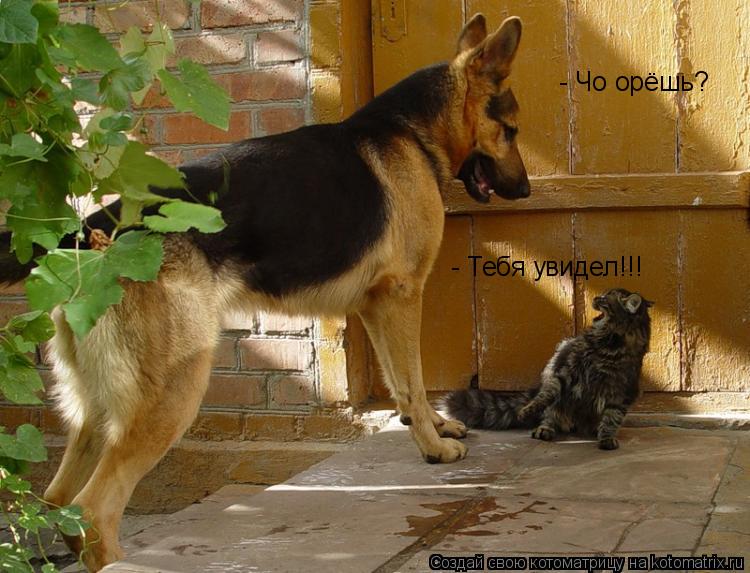 - Чо орёшь? - Тебя увидел!!!... Котоматрица: - Чо орёшь? - Тебя увидел!!!