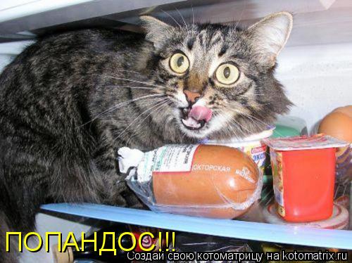 ПОПАНДОС!!!... Котоматрица: ПОПАНДОС!!!