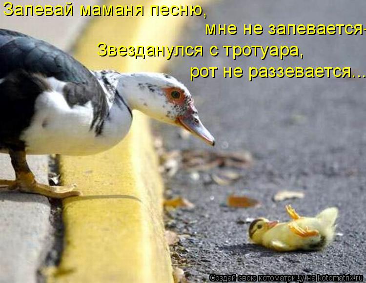 Запевай маманя песню, мне не запевается- Звезданулся с тротуара, рот не раззевается...... Котоматрица: Запевай маманя песню, мне не запевается- Звезданулся с тротуара, рот не раззевается...