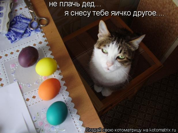 я снесу тебе яичко другое.... не плачь дед...... Котоматрица: я снесу тебе яичко другое.... не плачь дед...