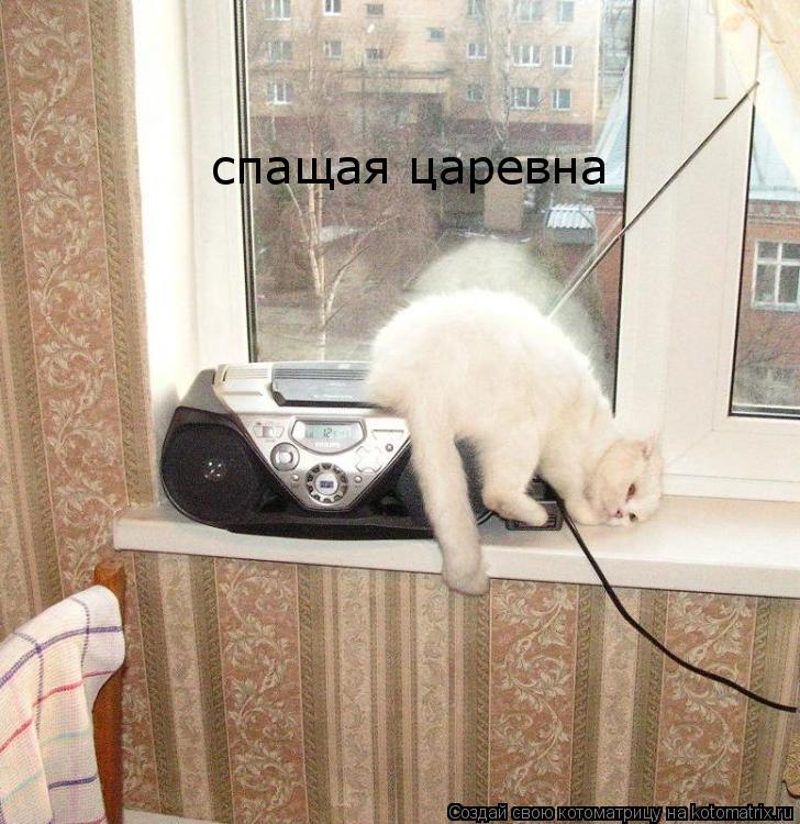 спащая царевна... Котоматрица: спащая царевна