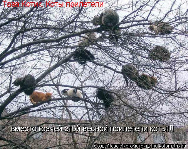 вместо грачей этой весной прилетели коты!!! Тава Котик. Коты прилетели... Котоматрица: вместо грачей этой весной прилетели коты!!! Тава Котик. Коты прилетели