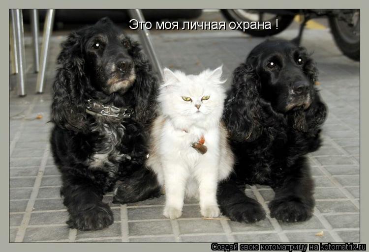 Это моя личная охрана !... Котоматрица: Это моя личная охрана !