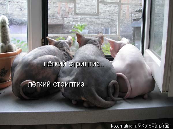 лёгкий стриптиз.. лёгкий стриптиз..... Котоматрица: лёгкий стриптиз.. лёгкий стриптиз..