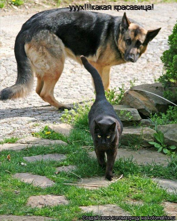 -ууух!!!какая красавица! -ууух!!!какая красавица!... Котоматрица: -ууух!!!какая красавица! -ууух!!!какая красавица!