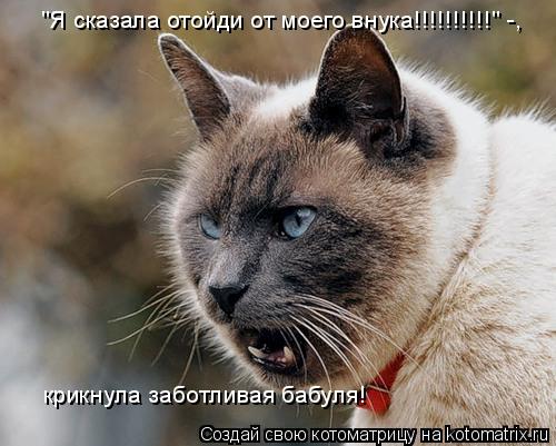 "Я сказала отойди от моего внука!!!!!!!!!!" -, крикнула заботливая бабуля!... Котоматрица: "Я сказала отойди от моего внука!!!!!!!!!!" -, крикнула заботливая бабуля!
