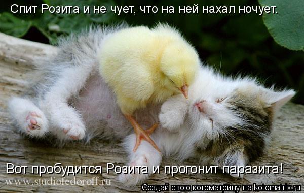 Вот пробудится Розита и прогонит паразита! Спит Розита и не чует, что на ней нахал ночует.... Котоматрица: Вот пробудится Розита и прогонит паразита! Спит Розита и не чует, что на ней нахал ночует.