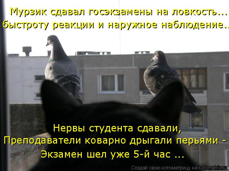 Мурзик сдавал госэкзамены на ловкость... быстроту реакции и наружное наблюдение... Нервы студента сда... Котоматрица: Мурзик сдавал госэкзамены на ловкость... быстроту реакции и наружное наблюдение... Нервы студента сдавали, Преподаватели коварно дрыгали пе