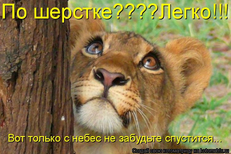 По шерстке????Легко!!! Вот только с небес не забудьте спустится...... Котоматрица: По шерстке????Легко!!! Вот только с небес не забудьте спустится...