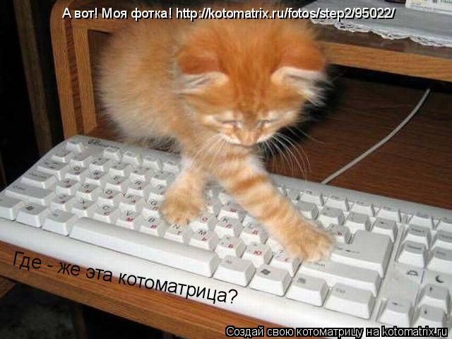Котоматрица: Где - же эта котоматрица? А вот! Моя фотка! http://kotomatrix.ru/fotos/step2/95022/