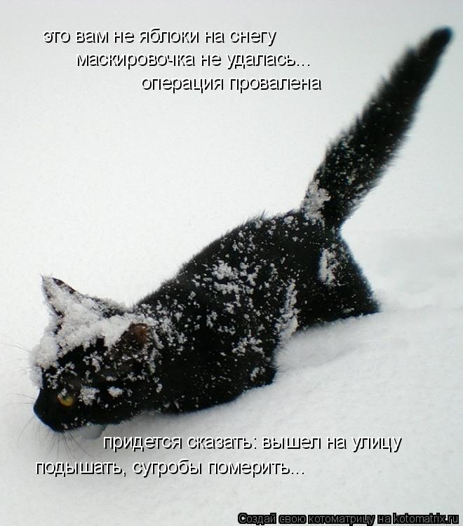 это вам не яблоки на снегу маскировочка не удалась... операция провалена придется сказать: вышел на у... Котоматрица: это вам не яблоки на снегу маскировочка не удалась... операция провалена придется сказать: вышел на улицу подышать, сугробы померить...