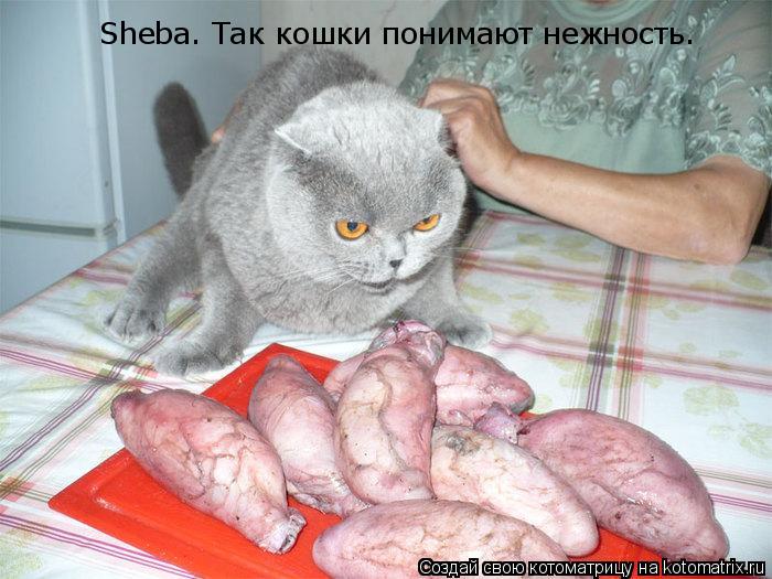 Котоматрица: Sheba. Так кошки понимают нежность.