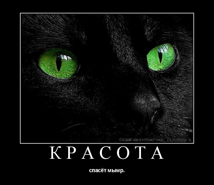 Красота спасёт мымр.... Котоматрица: Красота спасёт мымр.