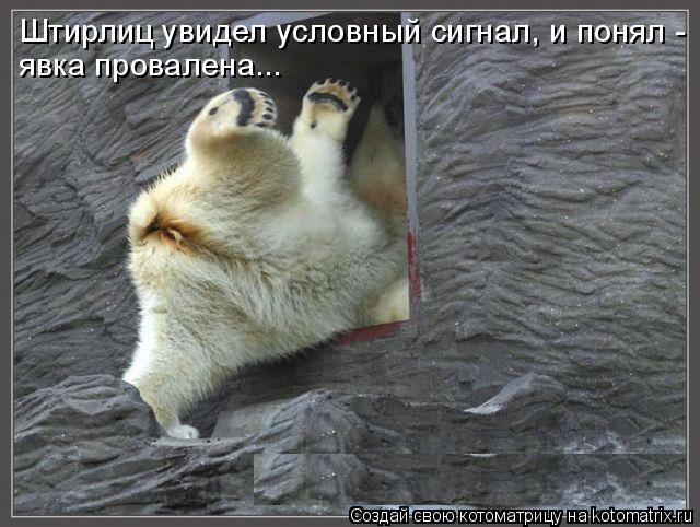 Штирлиц увидел условный сигнал, и понял - явка провалена...... Котоматрица: Штирлиц увидел условный сигнал, и понял - явка провалена...