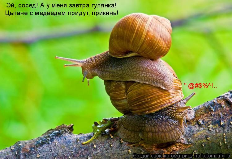 "№@#$%^!.. Эй, сосед! А у меня завтра гулянка! Цыгане с медведем придут, прикинь!... Котоматрица: "№@#$%^!.. Эй, сосед! А у меня завтра гулянка! Цыгане с медведем придут, прикинь!