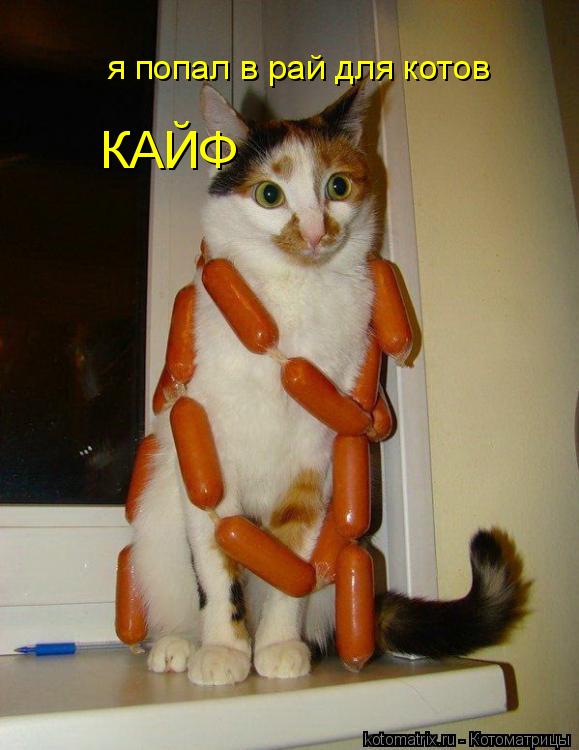 я попал в рай для котов КАЙФ... Котоматрица: я попал в рай для котов КАЙФ