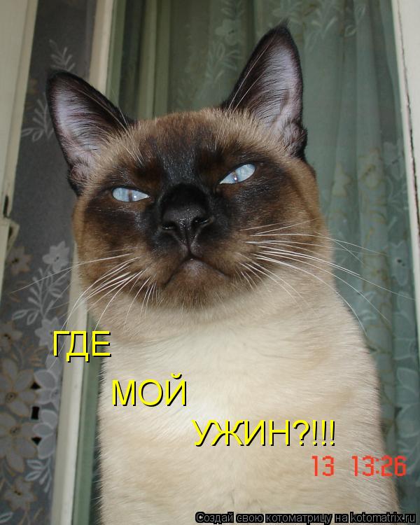 ГДЕ МОЙ УЖИН?!!!... Котоматрица: ГДЕ МОЙ УЖИН?!!!