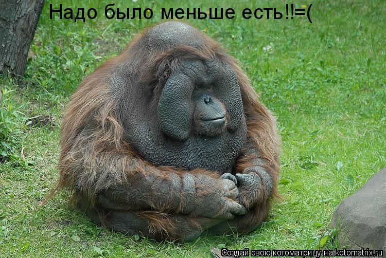 Надо было меньше есть!!=(... Котоматрица: Надо было меньше есть!!=(