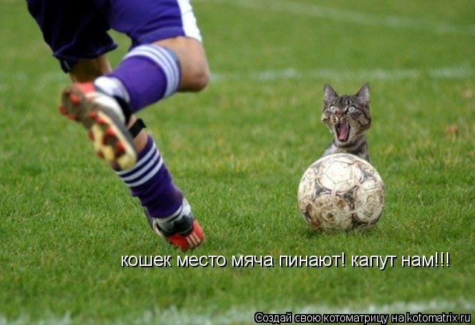 Котоматрица: кошек место мяча пинают! капут нам!!!