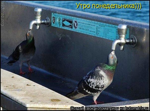 Котоматрица: Утро понедельника)))