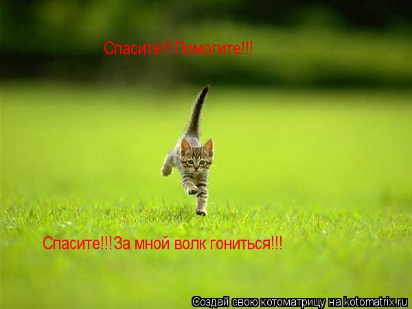 Спасите!!!За мной волк гониться!!! Спасите!!!Помогите!!!... Котоматрица: Спасите!!!За мной волк гониться!!! Спасите!!!Помогите!!!
