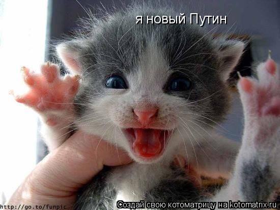 я новый Путин... Котоматрица: я новый Путин