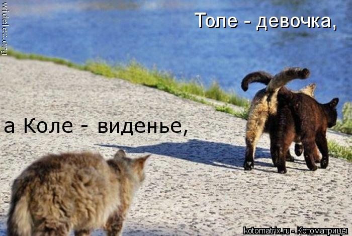 Толе - девочка, а Коле - виденье,... Котоматрица: Толе - девочка, а Коле - виденье,