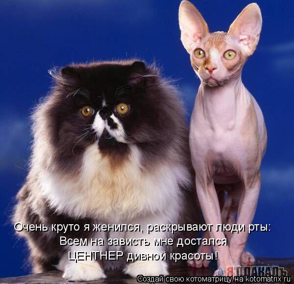Очень круто я женился, раскрывают люди рты: Всем на зависть мне достался ЦЕНТНЕР дивной красоты!... Котоматрица: Очень круто я женился, раскрывают люди рты: Всем на зависть мне достался ЦЕНТНЕР дивной красоты!