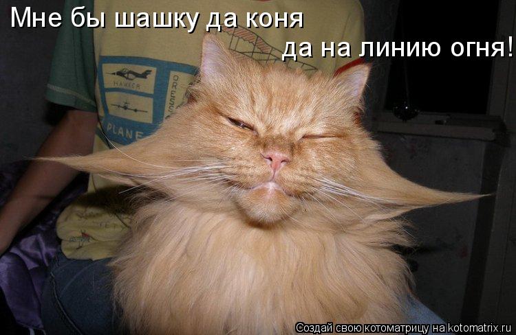 Мне бы шашку да коня да на линию огня!... Котоматрица: Мне бы шашку да коня да на линию огня!