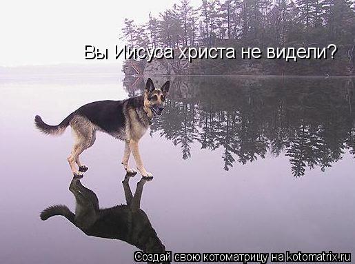 Котоматрица: Вы Иисуса христа не видели?