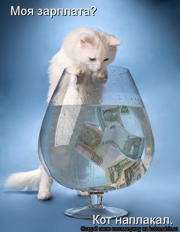 Котоматрица: Моя зарплата? Кот наплакал.