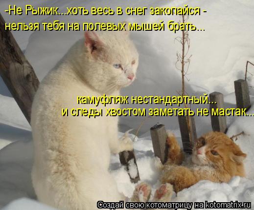 -Не Рыжик...хоть весь в снег закопайся - нельзя тебя на полевых мышей брать... камуфляж нестандартный... Котоматрица: -Не Рыжик...хоть весь в снег закопайся - нельзя тебя на полевых мышей брать... камуфляж нестандартный... и следы хвостом заметать не мастак...