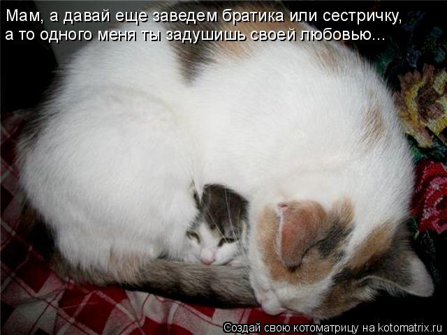 Мам, а давай еще заведем братика или сестричку, а то одного меня ты задушишь своей любовью...... Котоматрица: Мам, а давай еще заведем братика или сестричку, а то одного меня ты задушишь своей любовью...