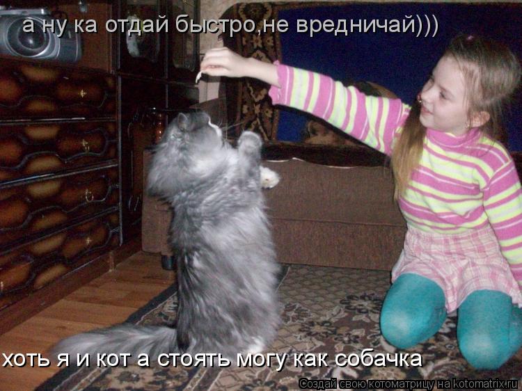 Котоматрица: ух вот это стоечка мнеб такую а ну ка отдай быстро,не вредничай))) хоть я и кот а стоять могу как собачка