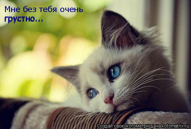 Мне без тебя очень грустно... грустно...... Котоматрица: Мне без тебя очень грустно... грустно...