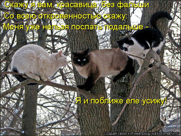 Скажу я вам, красавица, без фальши Со всею откровенностью скажу: Меня уже нельзя послать подальше - Я... Котоматрица: Скажу я вам, красавица, без фальши Со всею откровенностью скажу: Меня уже нельзя послать подальше - Я и поближе еле усижу!