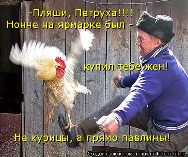 -Пляши, Петруха!!!! Нонче на ярмарке был - купил тебе жен! Не курицы, а прямо павлины!... Котоматрица: -Пляши, Петруха!!!! Нонче на ярмарке был - купил тебе жен! Не курицы, а прямо павлины!