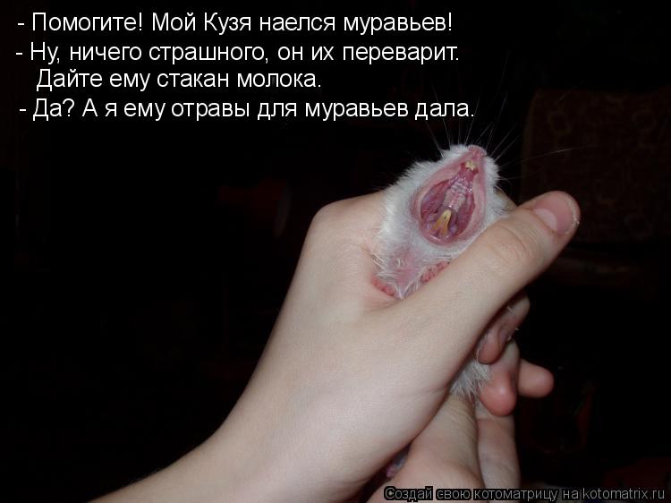 Котоматрица: - Помогите! Мой Кузя наелся муравьев! - Ну, ничего страшного, он их переварит.   Дайте ему стакан молока. - Да? А я ему отравы для муравьев дала.