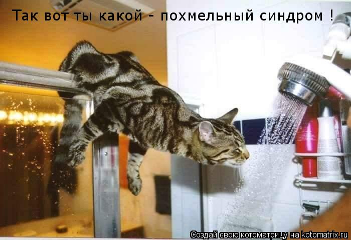 Так вот ты какой - похмельный синдром !... Котоматрица: Так вот ты какой - похмельный синдром !