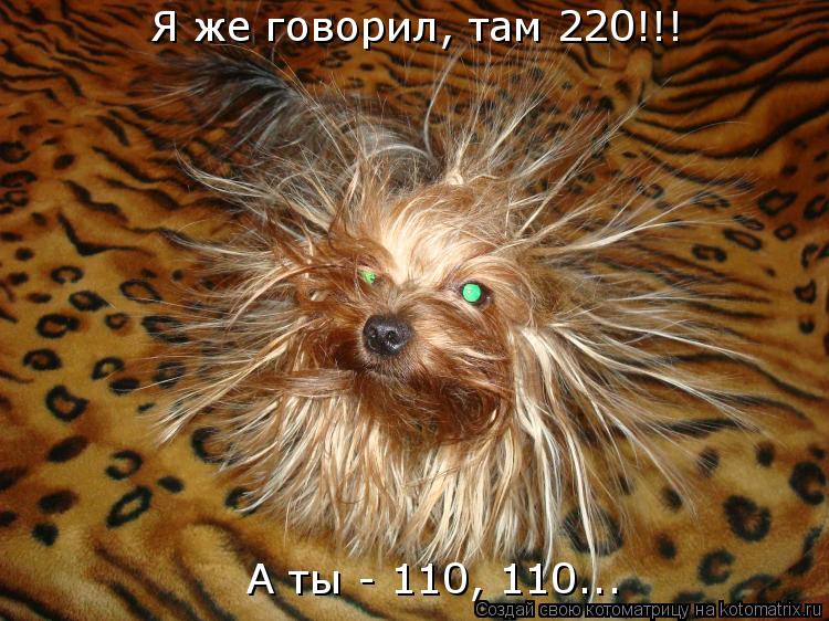 Я же говорил, там 220!!! А ты - 110, 110...... Котоматрица: Я же говорил, там 220!!! А ты - 110, 110...
