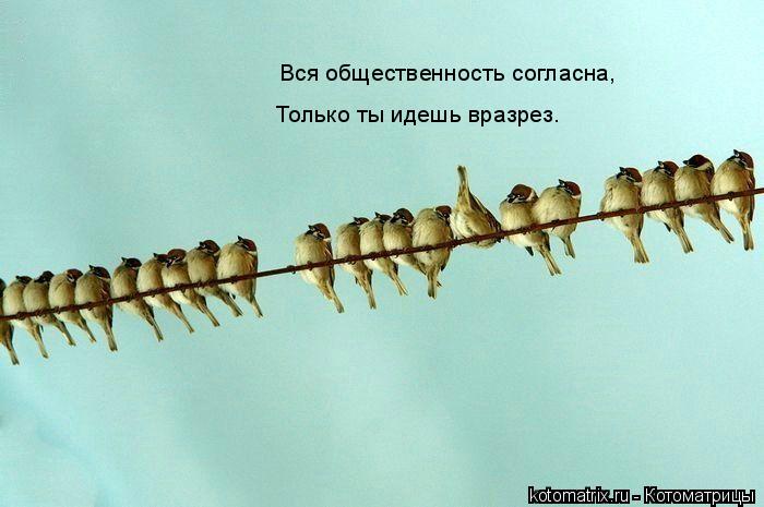 Вся общественность согласна, Только ты идешь вразрез.... Котоматрица: Вся общественность согласна, Только ты идешь вразрез.