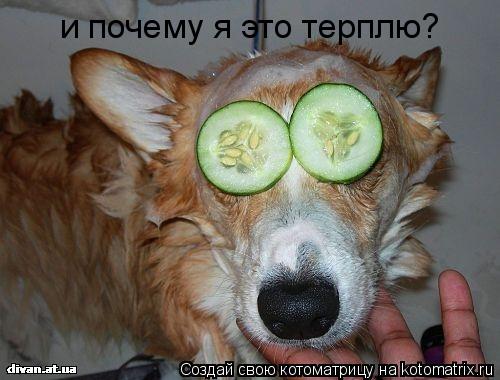 и почему я это терплю?... Котоматрица: и почему я это терплю?