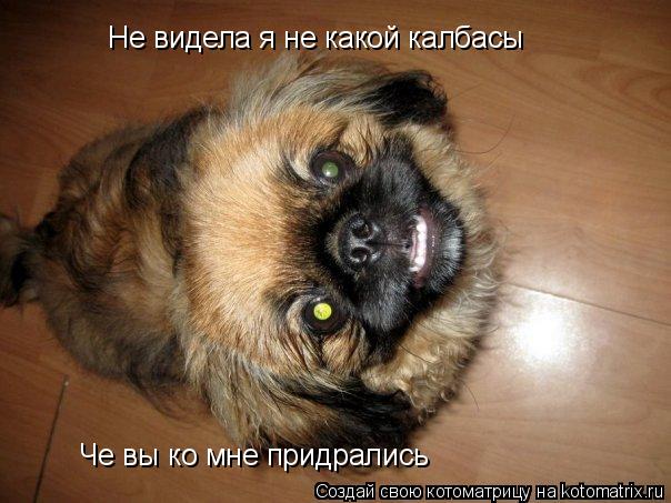 Котоматрица: Не видела я не какой калбасы Че вы ко мне придрались