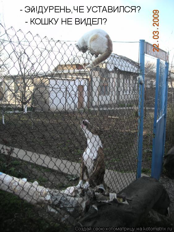 Котоматрица: - Эй!ДУРЕНЬ,ЧЕ УСТАВИЛСЯ? - КОШКУ НЕ ВИДЕЛ?